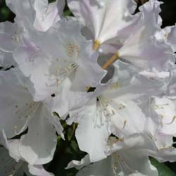 Rhododendron white, Hoppy